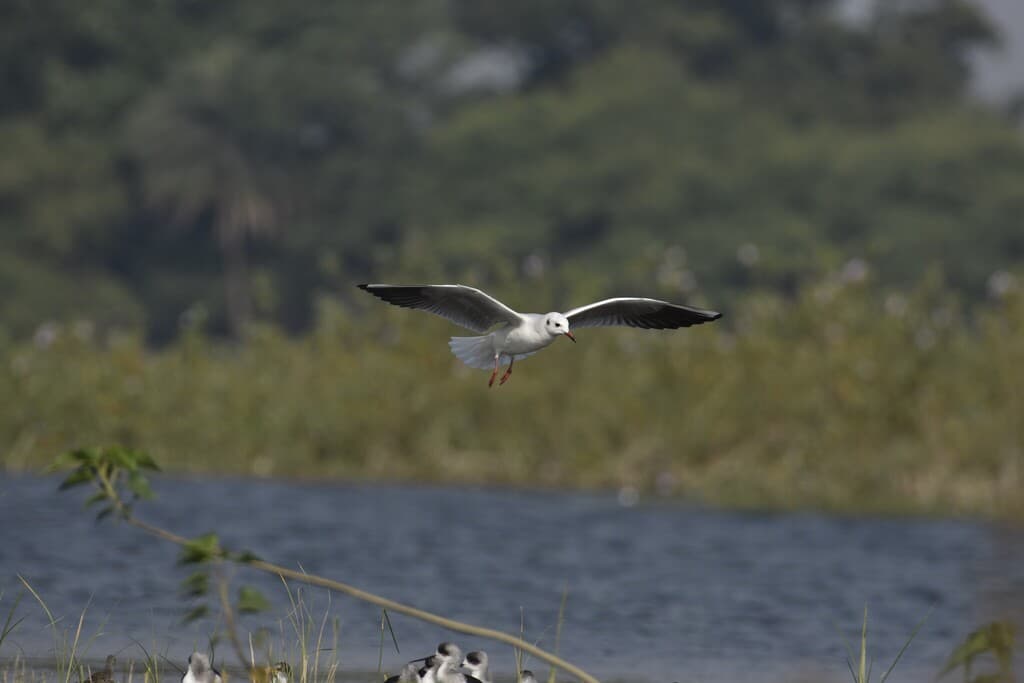Brown-headed Gull|棕头鸥 参考照片