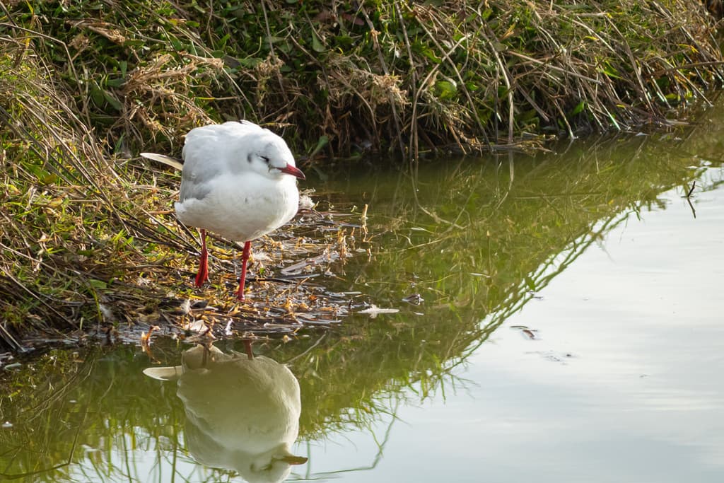 Brown-hooded Gull|褐头鸥 参考照片