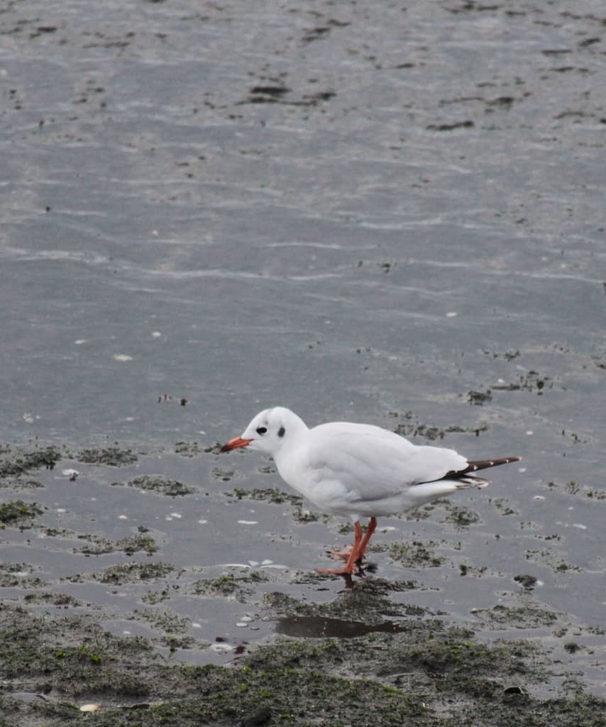 Brown-hooded Gull|褐头鸥 参考照片