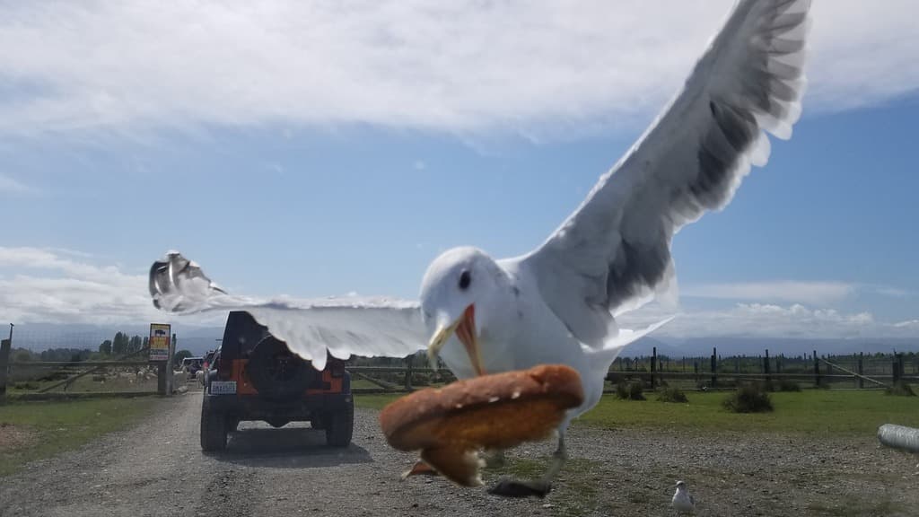 California Gull|加州鸥 参考照片