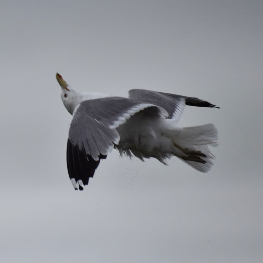 California Gull|加州鸥 参考照片