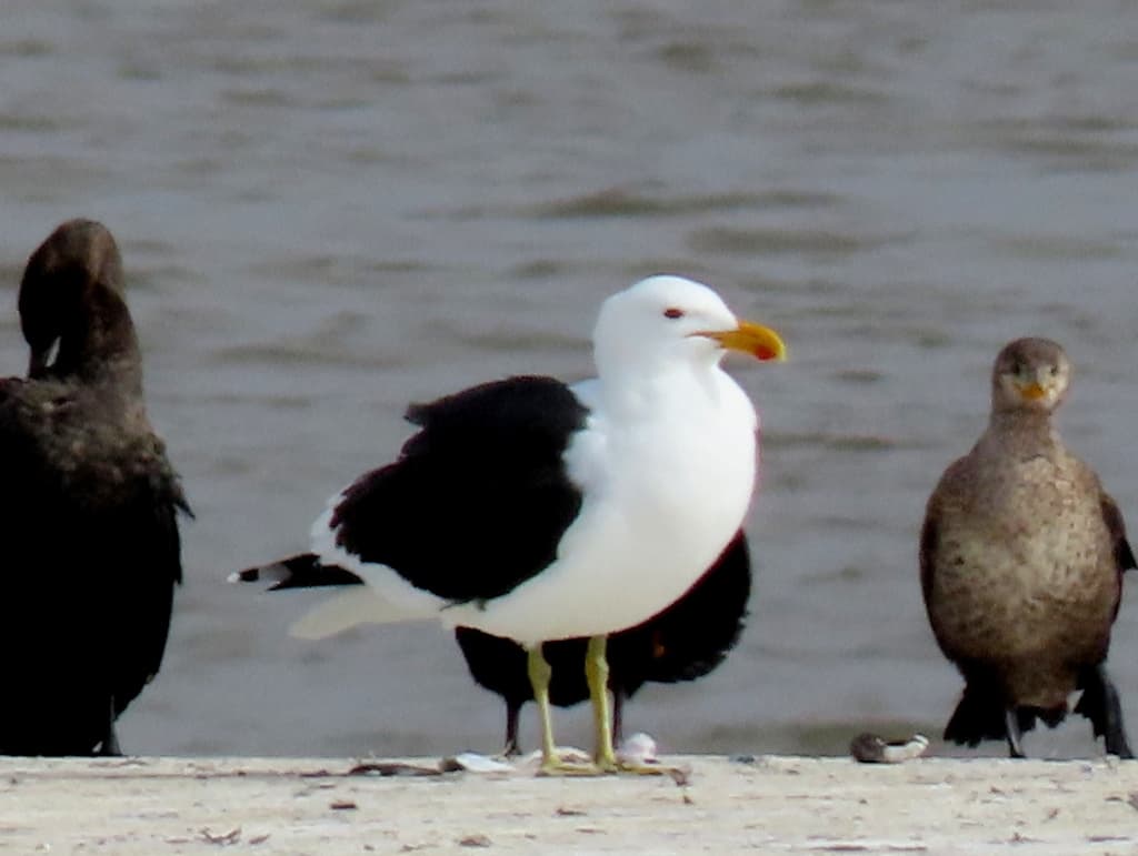 Cape Gull|海角鸥 参考照片