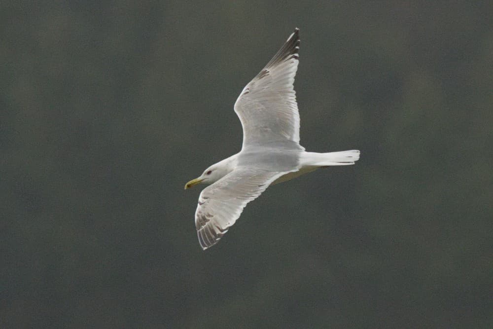 Caspian Gull|里海鸥 参考照片