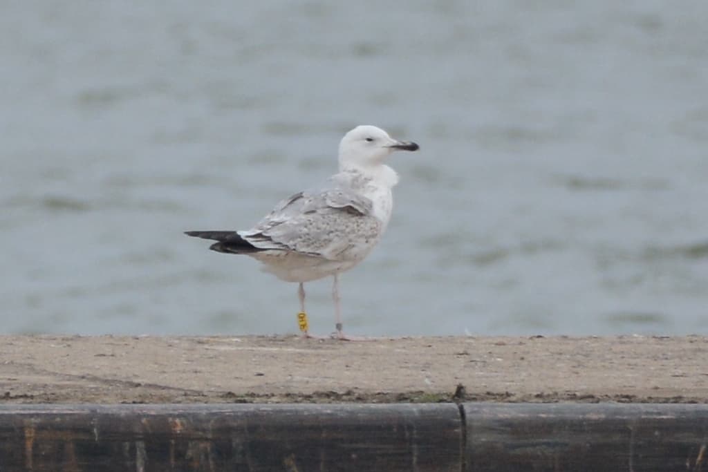Caspian Gull|里海鸥 参考照片