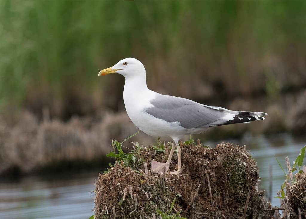 Caspian Gull|里海鸥 参考照片
