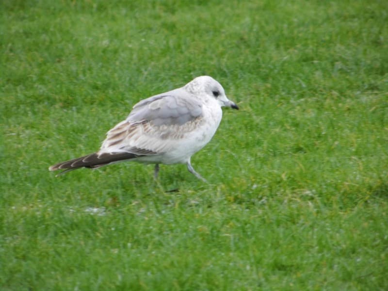 Common Gull / Mew Gull|普通海鸥 参考照片