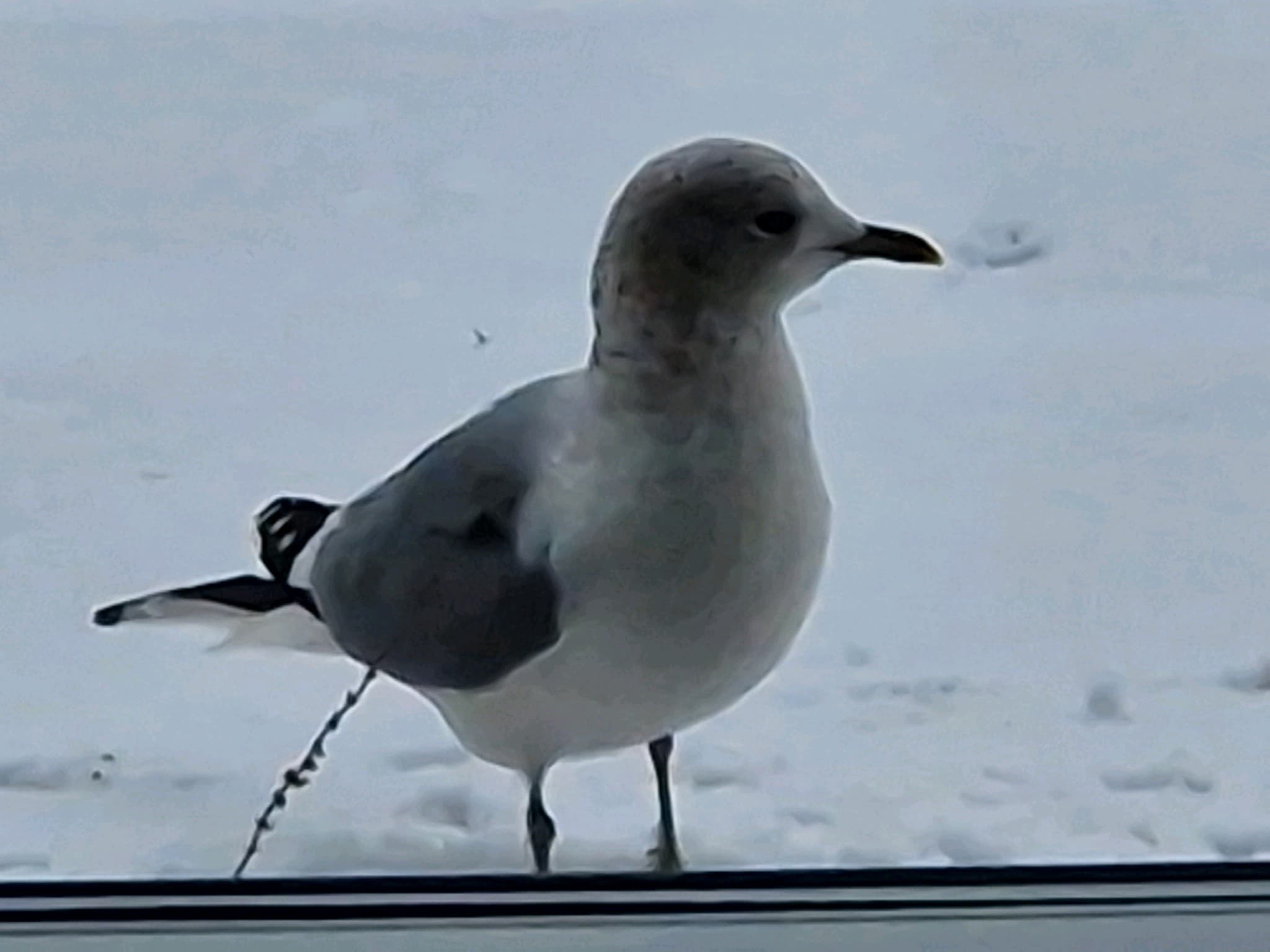 Common Gull / Mew Gull|普通海鸥 参考照片