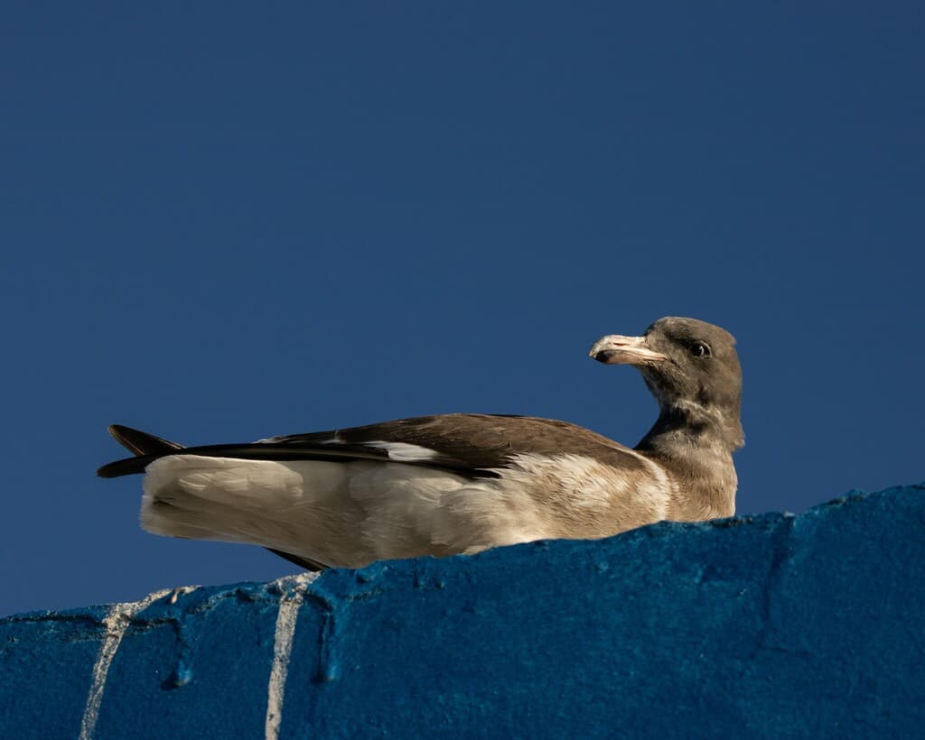 Dolphin Gull|豚鸥 / 海豚鸥 参考照片