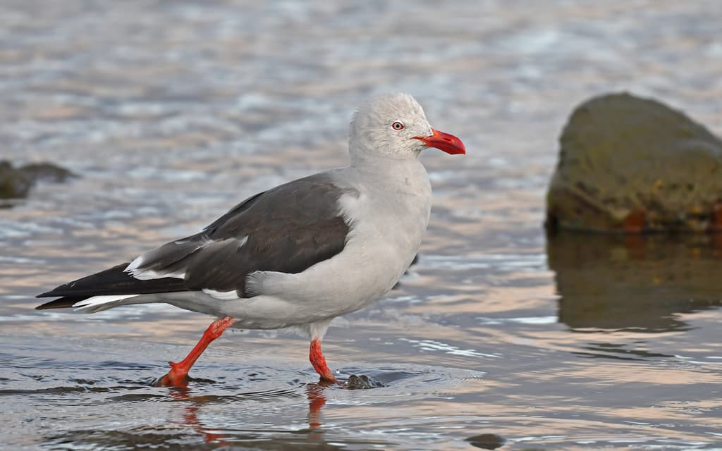 Dolphin Gull|豚鸥 / 海豚鸥 参考照片