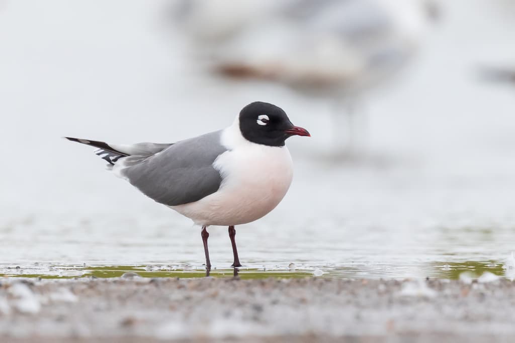 Franklin’s Gull|富兰克林鸥 参考照片