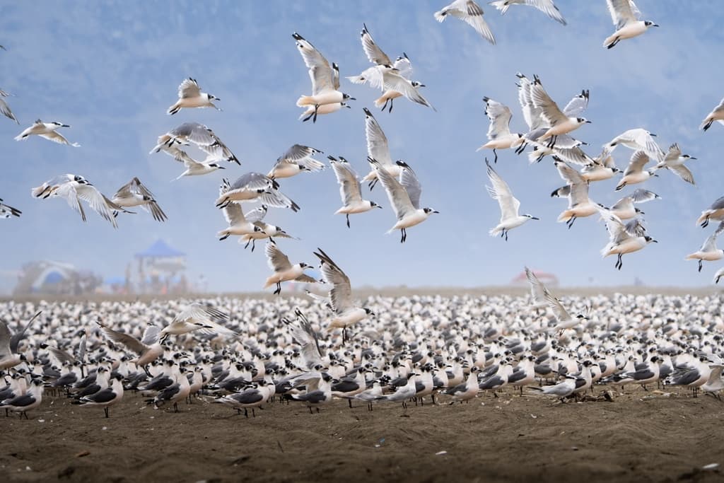 Franklin’s Gull|富兰克林鸥 参考照片