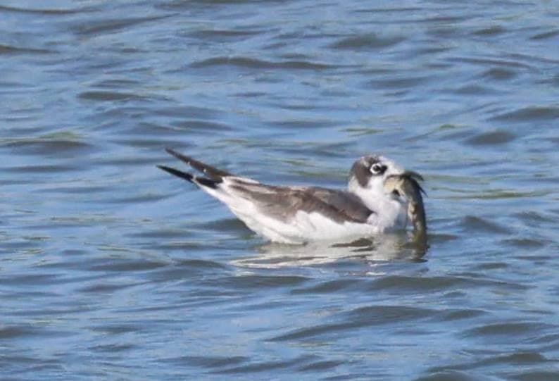 Franklin’s Gull|富兰克林鸥 参考照片