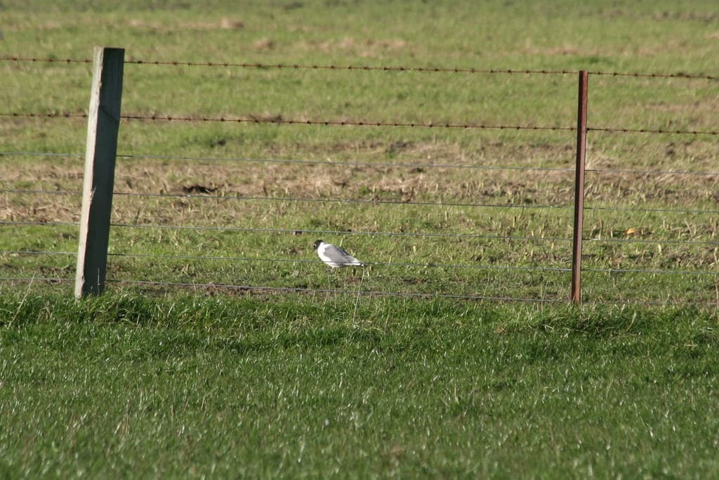 Franklin’s Gull|富兰克林鸥 参考照片
