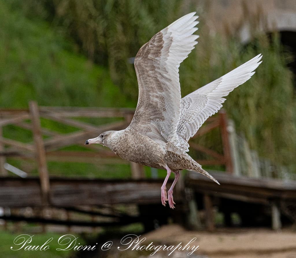 Glaucous Gull|白翅银鸥 参考照片