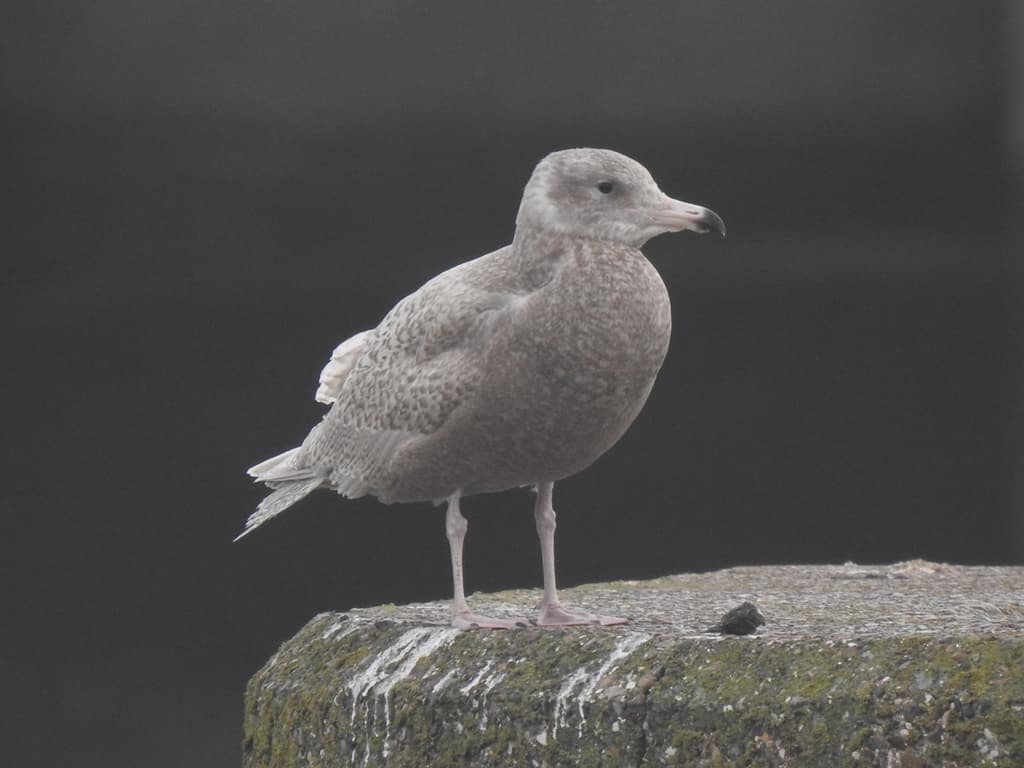 Glaucous Gull|白翅银鸥 参考照片