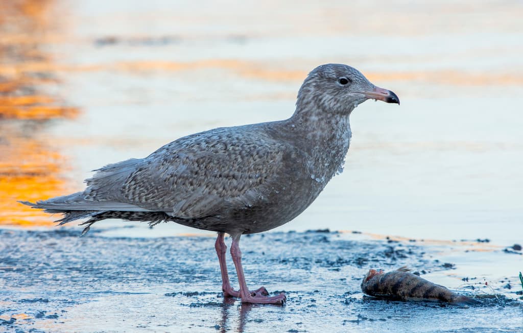 Glaucous Gull|白翅银鸥 参考照片