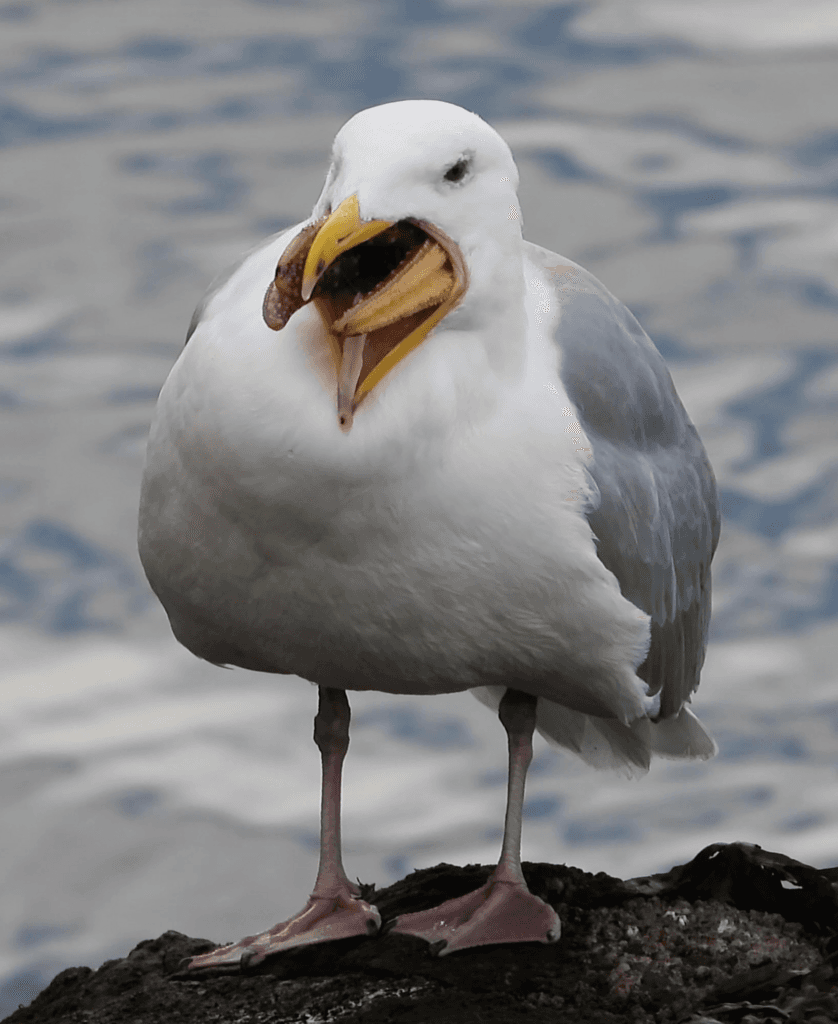Glaucous-winged Gull|灰翅鸥 参考照片
