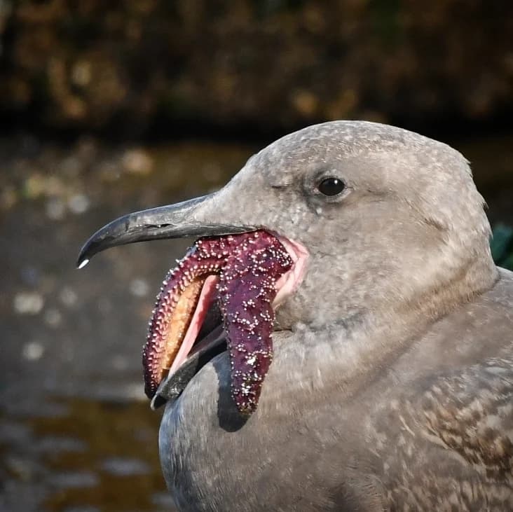 Glaucous-winged Gull|灰翅鸥 参考照片