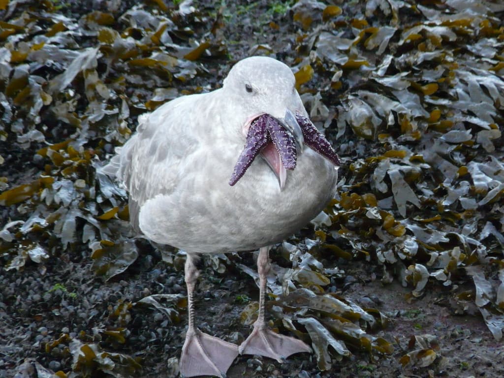Glaucous-winged Gull|灰翅鸥 参考照片