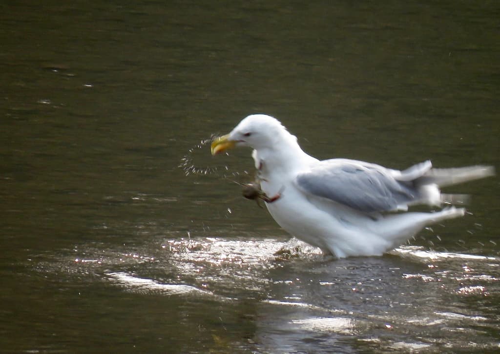 Glaucous-winged Gull|灰翅鸥 参考照片