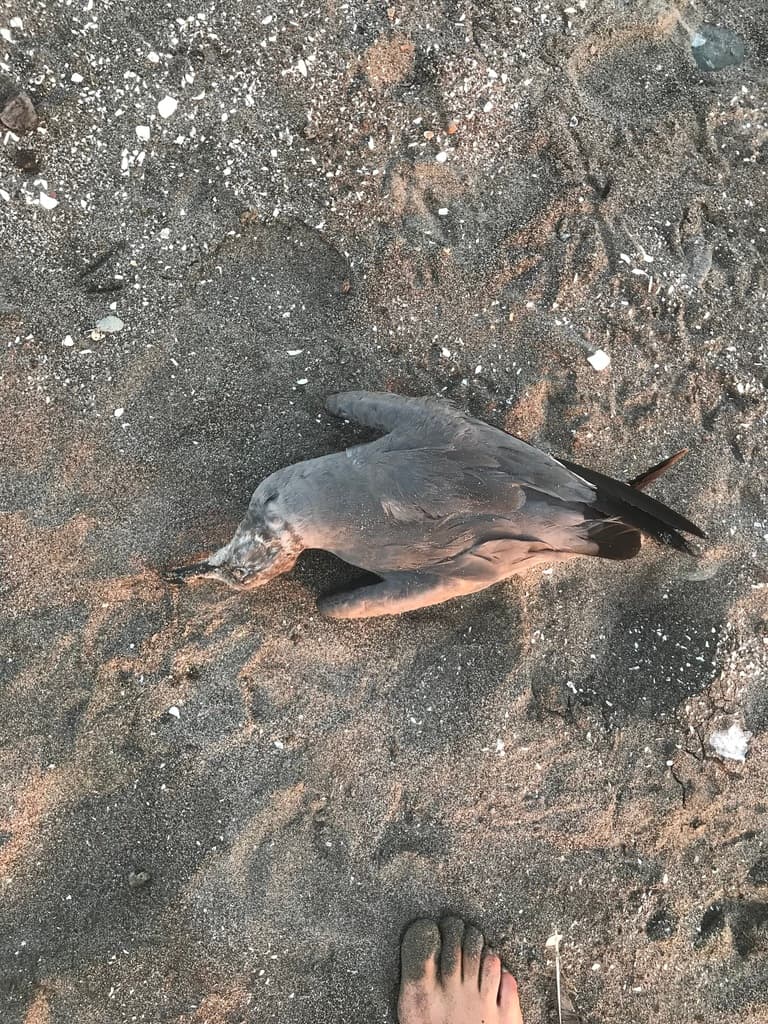 Gray Gull|灰鸥 参考照片