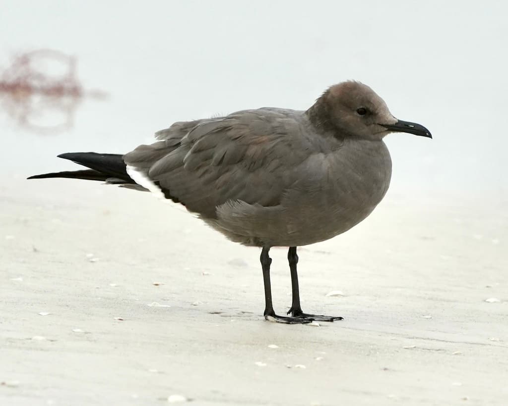 Gray Gull|灰鸥 参考照片