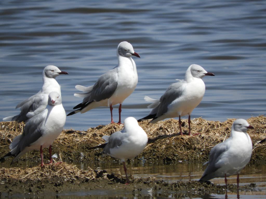Gray-hooded Gull|灰头鸥 参考照片