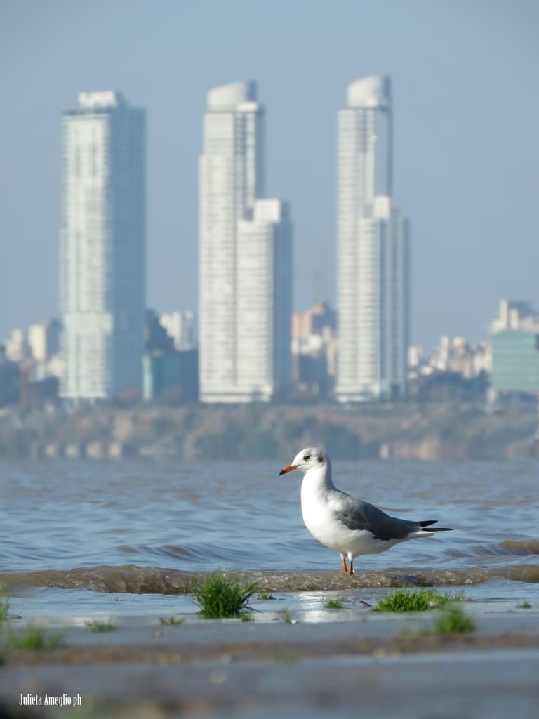 Gray-hooded Gull|灰头鸥 参考照片