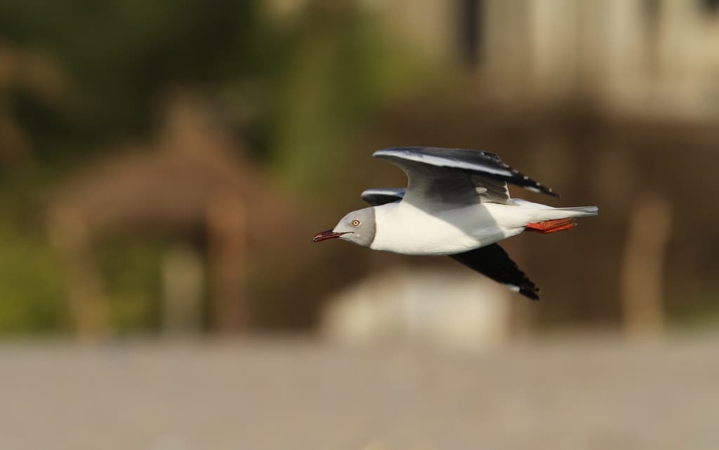 Gray-hooded Gull|灰头鸥 参考照片