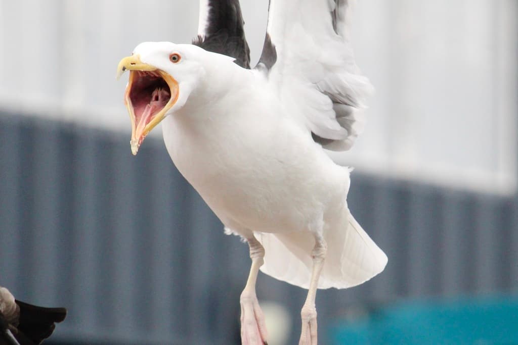 Great Black-backed Gull|大黑背鸥 参考照片