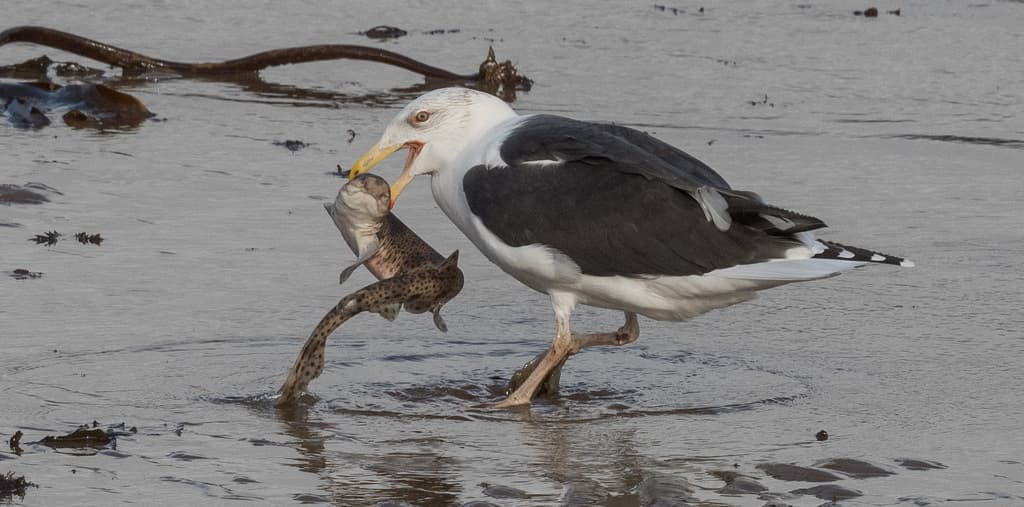 Great Black-backed Gull|大黑背鸥 参考照片
