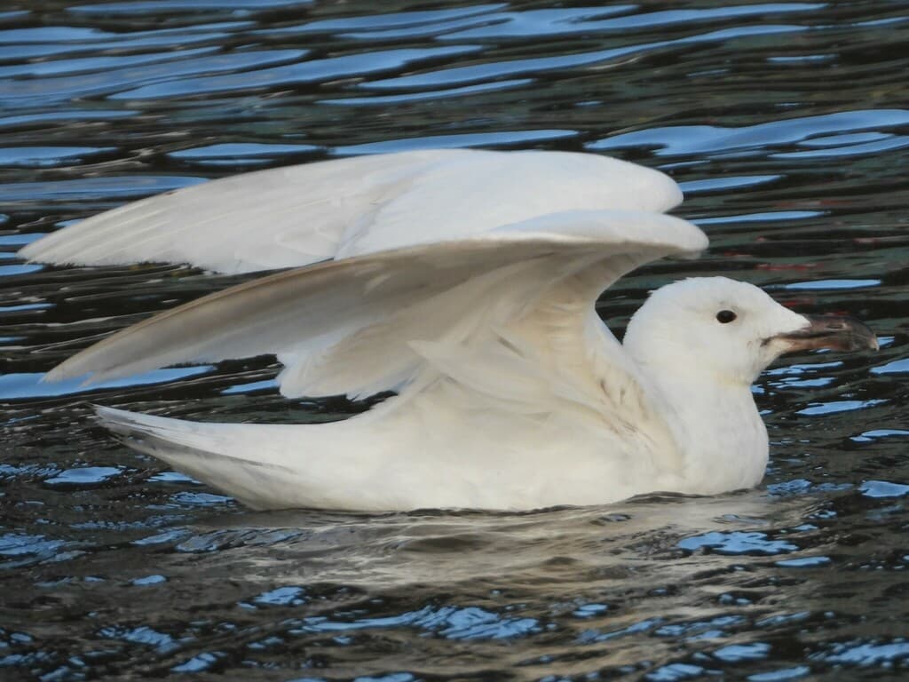 Great Black-backed Gull|大黑背鸥 参考照片