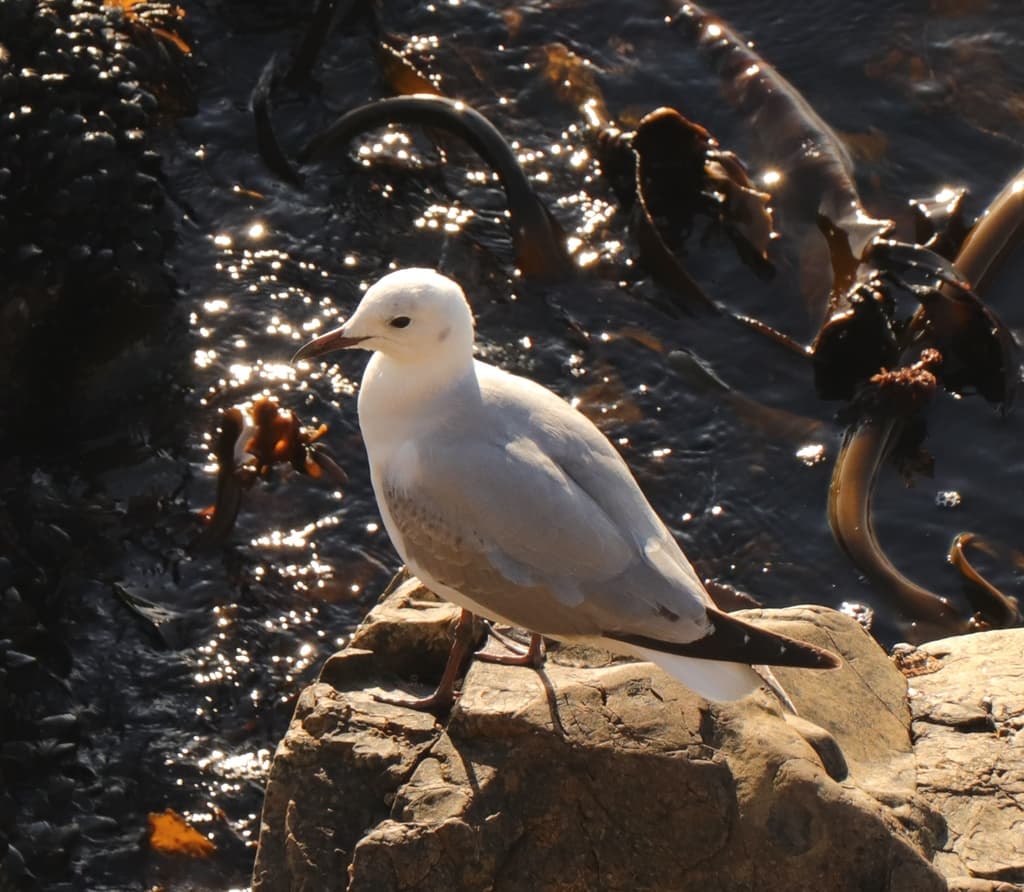 Hartlaub’s Gull|哈特劳布鸥 参考照片