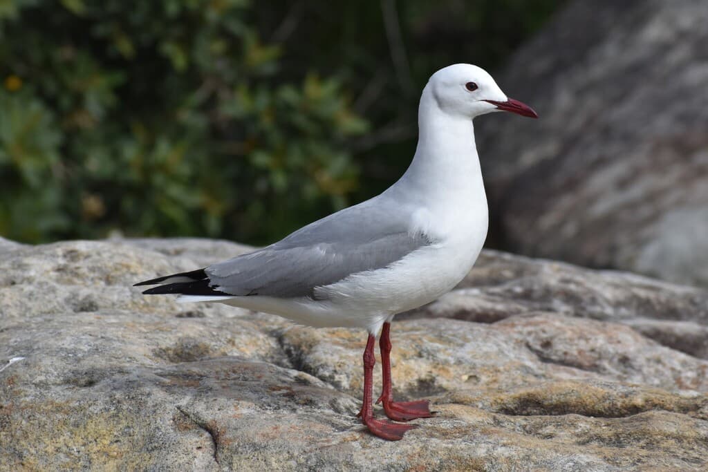 Hartlaub’s Gull|哈特劳布鸥 参考照片