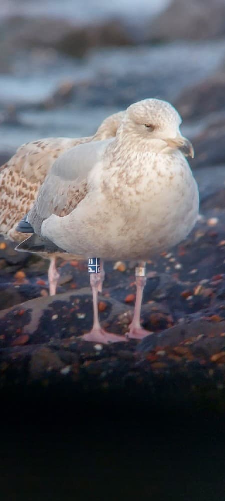 Herring Gull|银鸥 参考照片