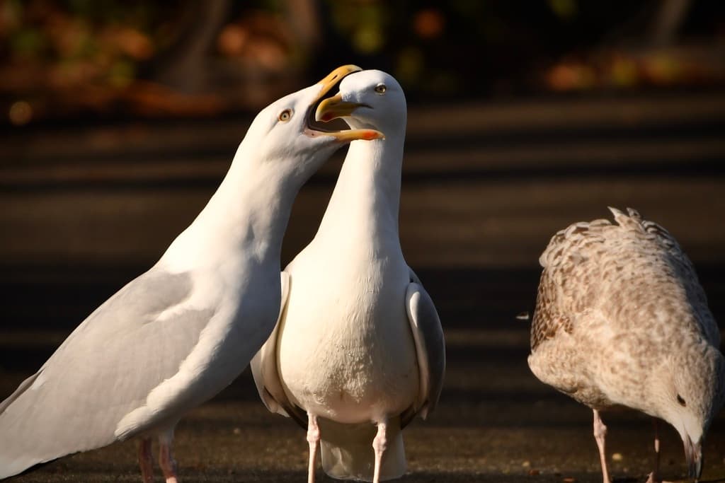 Herring Gull|银鸥 参考照片