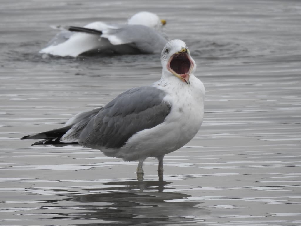 Herring Gull|银鸥 参考照片