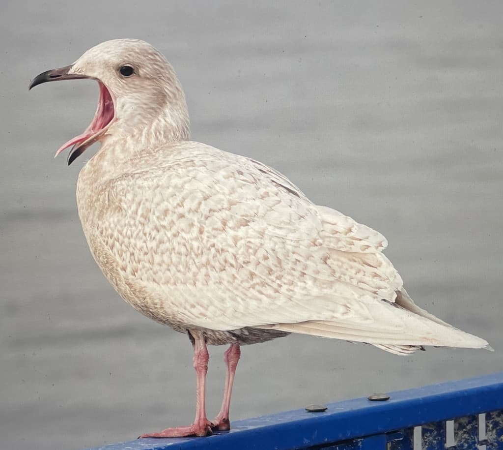 Iceland Gull|冰岛鸥 参考照片
