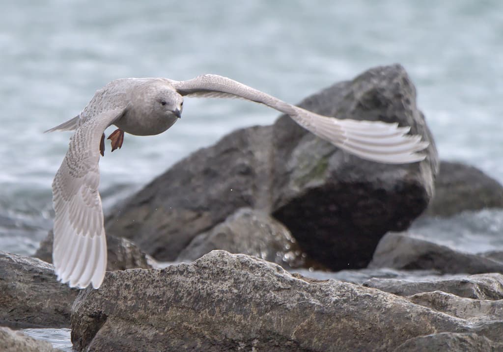 Iceland Gull|冰岛鸥 参考照片
