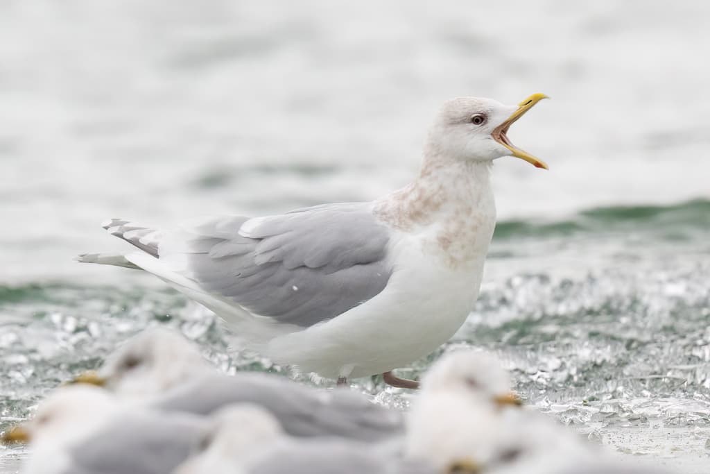 Iceland Gull|冰岛鸥 参考照片