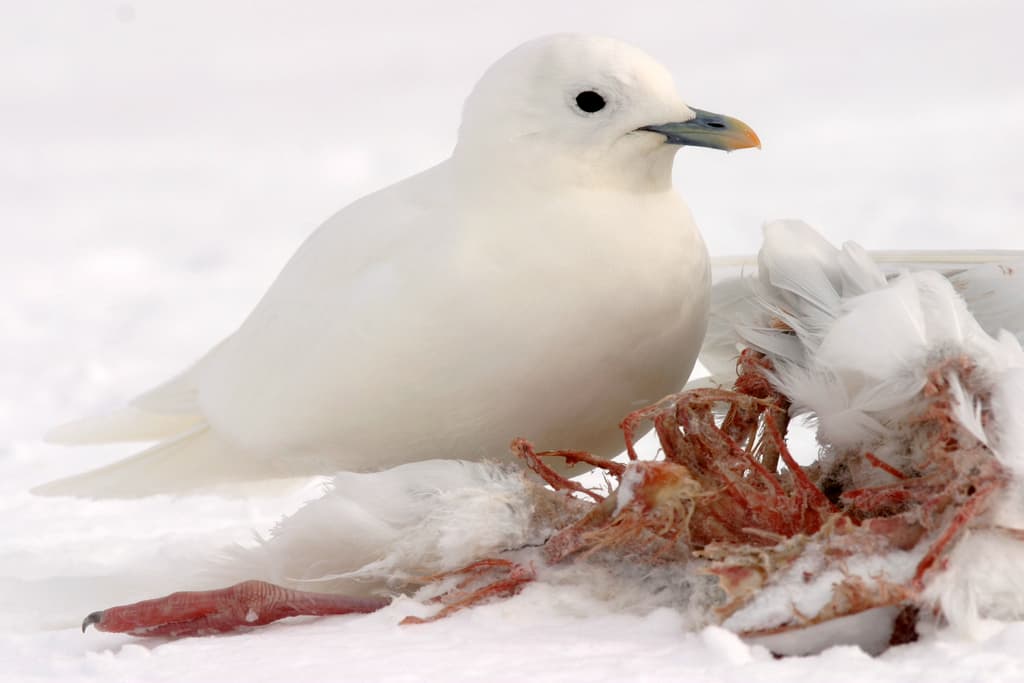 Ivory Gull|象牙鸥 参考照片