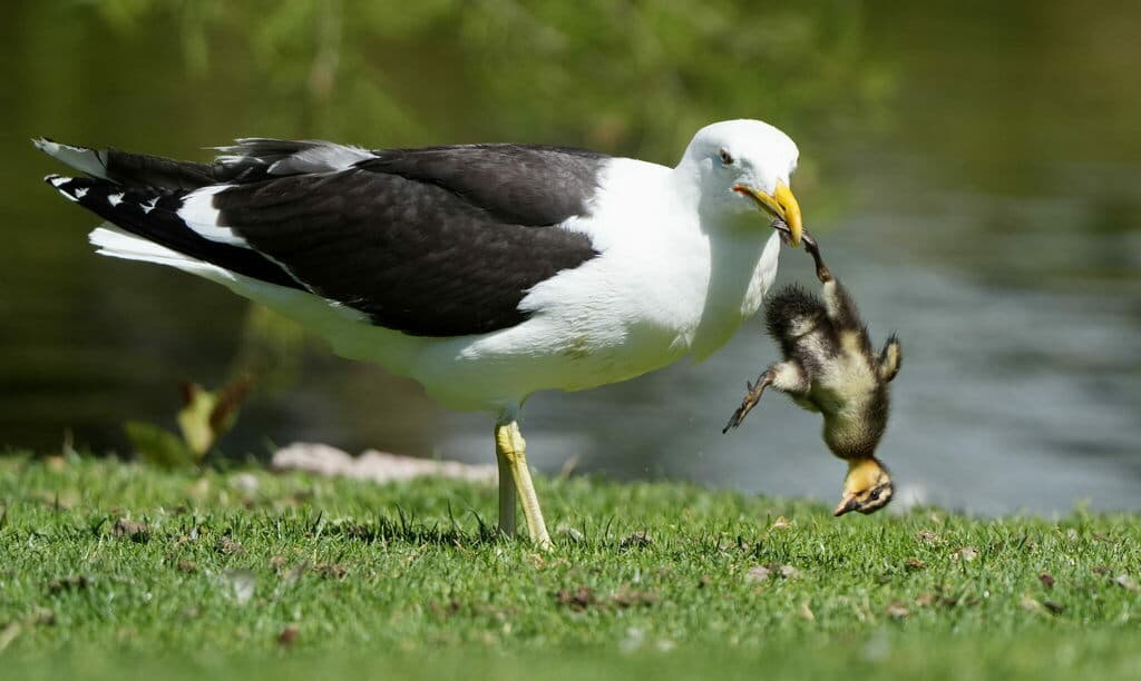 Kelp Gull|海带鸥 参考照片
