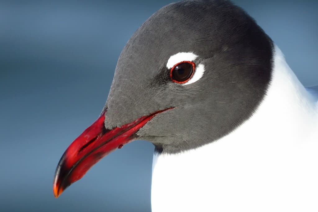 Laughing Gull|笑鸥 参考照片