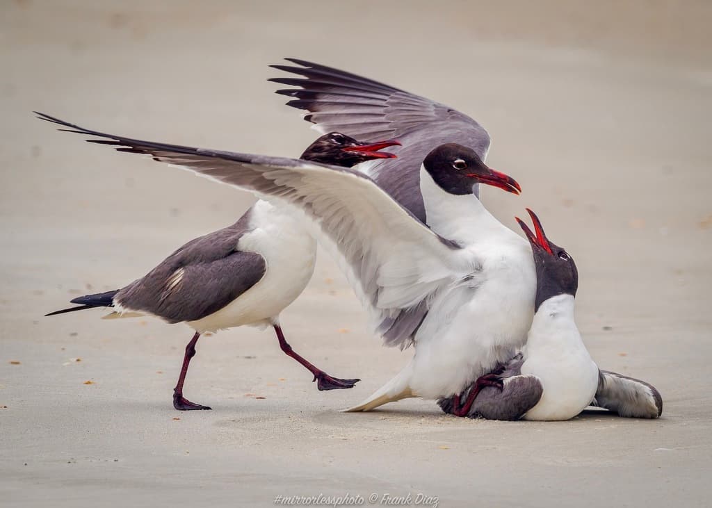 Laughing Gull|笑鸥 参考照片