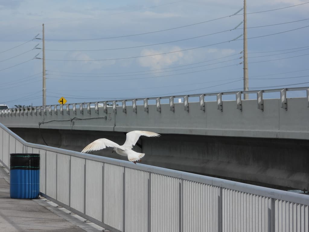 Laughing Gull|笑鸥 参考照片