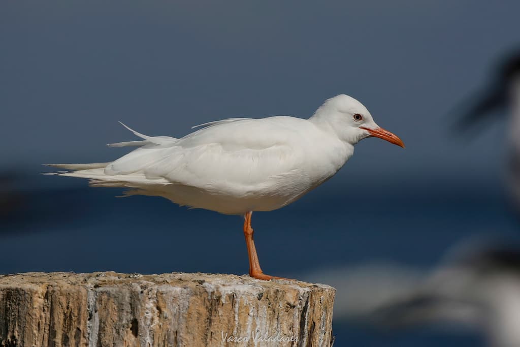 Laughing Gull|笑鸥 参考照片