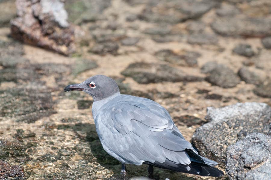 Lava Gull|熔岩鸥 参考照片