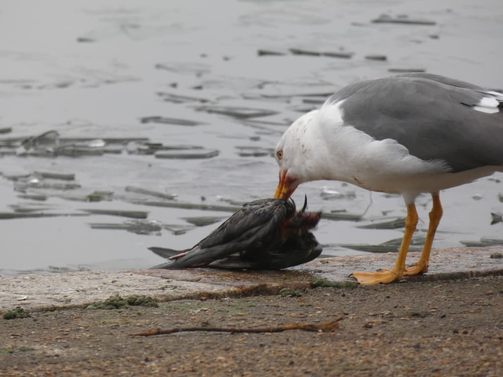 Lesser Black-backed Gull|小黑背鸥 参考照片