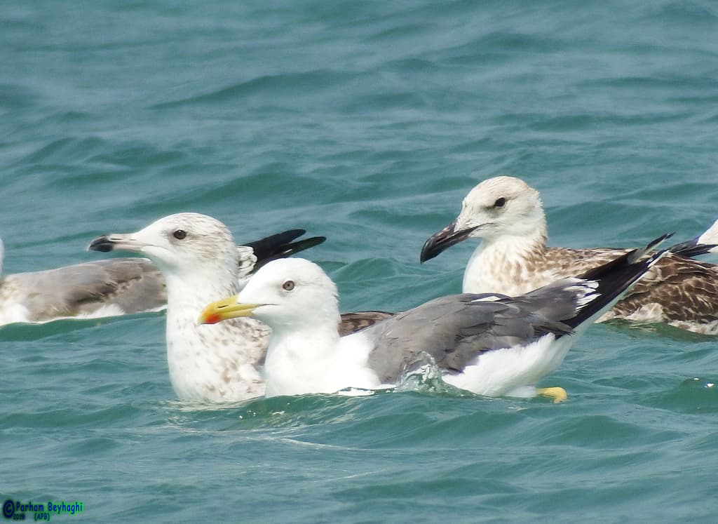 Lesser Black-backed Gull|小黑背鸥 参考照片