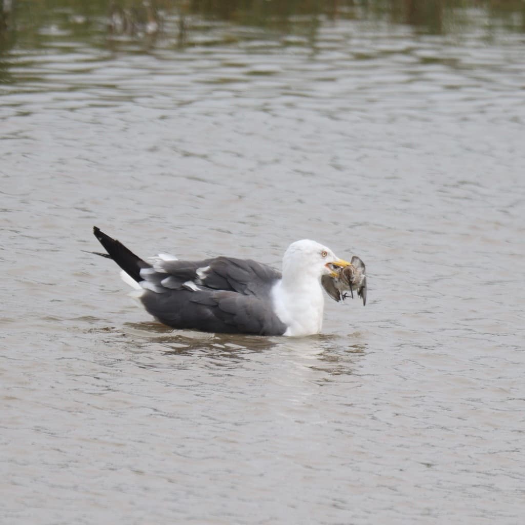 Lesser Black-backed Gull|小黑背鸥 参考照片